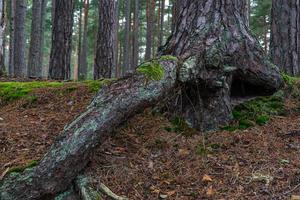 forêts de conifères vertes photo