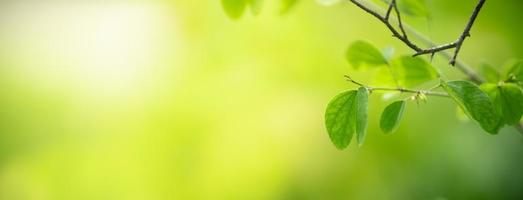 gros plan sur une belle vue sur la nature feuille verte sur fond de verdure floue dans le jardin avec espace de copie en utilisant comme concept de page de garde d'arrière-plan. photo