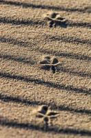 motifs dans le sable de la mer au coucher du soleil photo