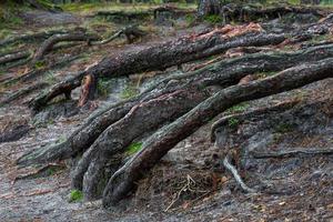 forêts de conifères vertes photo