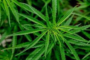 feuilles vertes de cannabis à usage médicinal ou culinaire photo