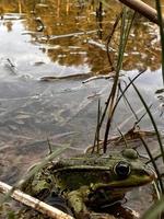 photographie de grenouille, animal dans la nature, photo de crapaud, faune, jpg, amphibiens