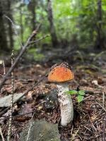 champignons dans la photographie de forêt, photo de la nature, croissance de champignons, beau fichier jpg, dans les bois