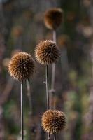 echinops sec sur le bacground estompé photo