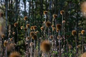 echinops sec sur le bacground estompé photo