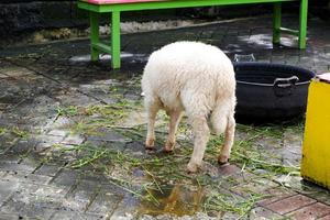 moutons qui mangent de l'herbe dans leur enclos le matin. photo