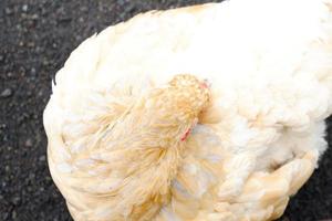 les poulets brahmane qui ont un grand corps nettoient leurs plumes dans leurs cages le matin. photo