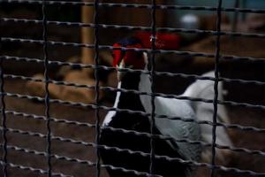 un foyer sélectif de faisans argentés qui ont une belle couleur blanche se trouve dans la cage. photo