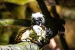 marmousets sur le fond naturel photo