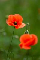 coquelicots rouges sur fond vert photo