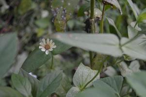 fleurs qui fleurissent dans le jardin photo