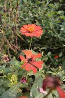 fleurs qui fleurissent dans le jardin photo