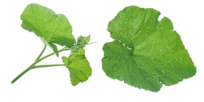 feuille de citrouille isolé sur fond blanc. photo