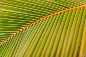 fond de feuille de palmier. banane avec feuille de palmier sur fond tropical flou. mise à plat. espace de copie et gros plan de nature exotique minimaliste. plante d'été tropicale, motif naturel photo