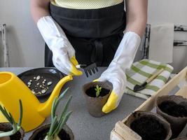 une agricultrice plante des graines de légumes dans de petits pots de fleurs de ses propres mains. le concept de l'agriculture biologique, le jardinage. photo