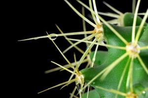 un fragment de cactus en gros plan sur un fond noir avec un espace pour le texte. pointes acérées avec une goutte de rosée. macro photo