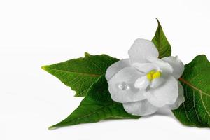 gros plan d'une fleur blanche avec des feuilles vertes et une goutte de rosée isolée sur fond blanc. macro photo