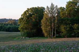 paysages d'été lettons photo