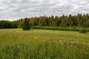 paysages d'été lettons photo