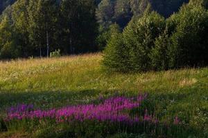 paysages d'été lettons avec des rouleaux de foin photo