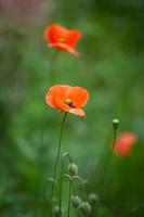 coquelicots rouges sur fond vert photo