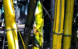 bambou vert jaune nature tropicale à puerto escondido mexique. photo