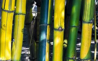 bambou vert jaune nature tropicale à puerto escondido mexique.