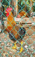 coq et poules poulets derrière une clôture à puerto escondido mexique. photo