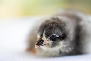 Bébé poussin australorp noir dort sur un tissu blanc couvrir la table avec bokeh et jardin flou dans un champ extérieur photo