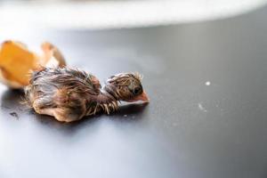 la 1ère minute de poussin brun noir éclot de l'oeuf sur fond noir. photo