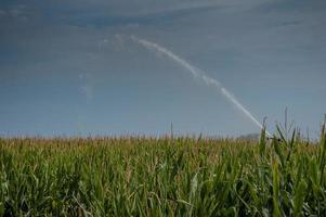 irrigation de champ de maïs avec pompe à oreilles photo