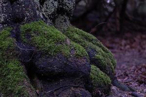 racines d'arbre avec de la mousse verte dans la forêt d'automne photo