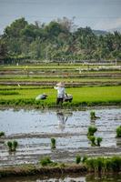 agricultrices plantant du riz, province d'aceh, indonésie photo