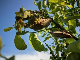 un insecte sur une tige de feuille verte sur fond de ciel et de nuages photo