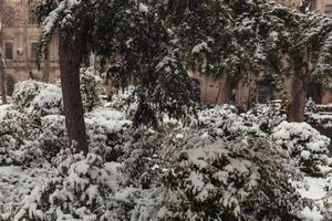 arbres dans la neige, paysages d'hiver photo