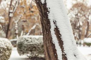 arbres dans la neige, paysages d'hiver photo