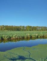 Starwort de l'eau --callitriche-- dans river niers,wachtendonk, région du Bas-rhin, Allemagne photo