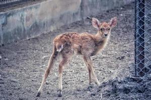 mise au point sélective d'une jeune antilope mignonne dans un zoo photo