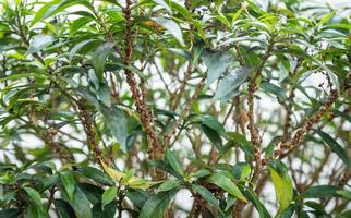 cochenilles brunes vivant sur une branche de plante. il pousse sous un revêtement de cire qui protège l'insecte en dessous, il peut s'agir d'un ovale aplati, en forme de dôme, en forme de coquille d'huître, etc. photo