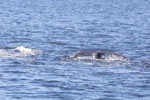 baleines à bosse à vancouver photo