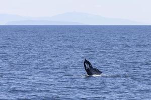 baleines à bosse à vancouver photo