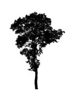 silhouette d'arbre pour pinceau sur fond blanc photo