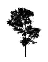 silhouette d'arbre pour pinceau sur fond blanc photo