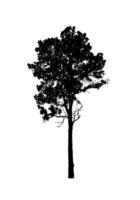 silhouette d'arbre pour pinceau sur fond blanc photo