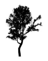 silhouette d'arbre pour pinceau sur fond blanc photo