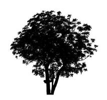 silhouette d'arbre pour pinceau sur fond blanc photo