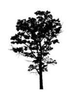 silhouette d'arbre pour pinceau sur fond blanc photo