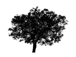 silhouette d'arbre pour pinceau sur fond blanc photo