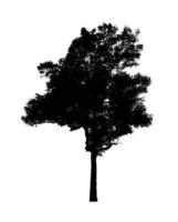 silhouette d'arbre pour pinceau sur fond blanc photo