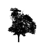 silhouette d'arbre pour pinceau sur fond blanc photo